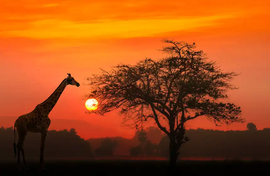 Red sunset with silhouetted african acacia tree and a giraffe